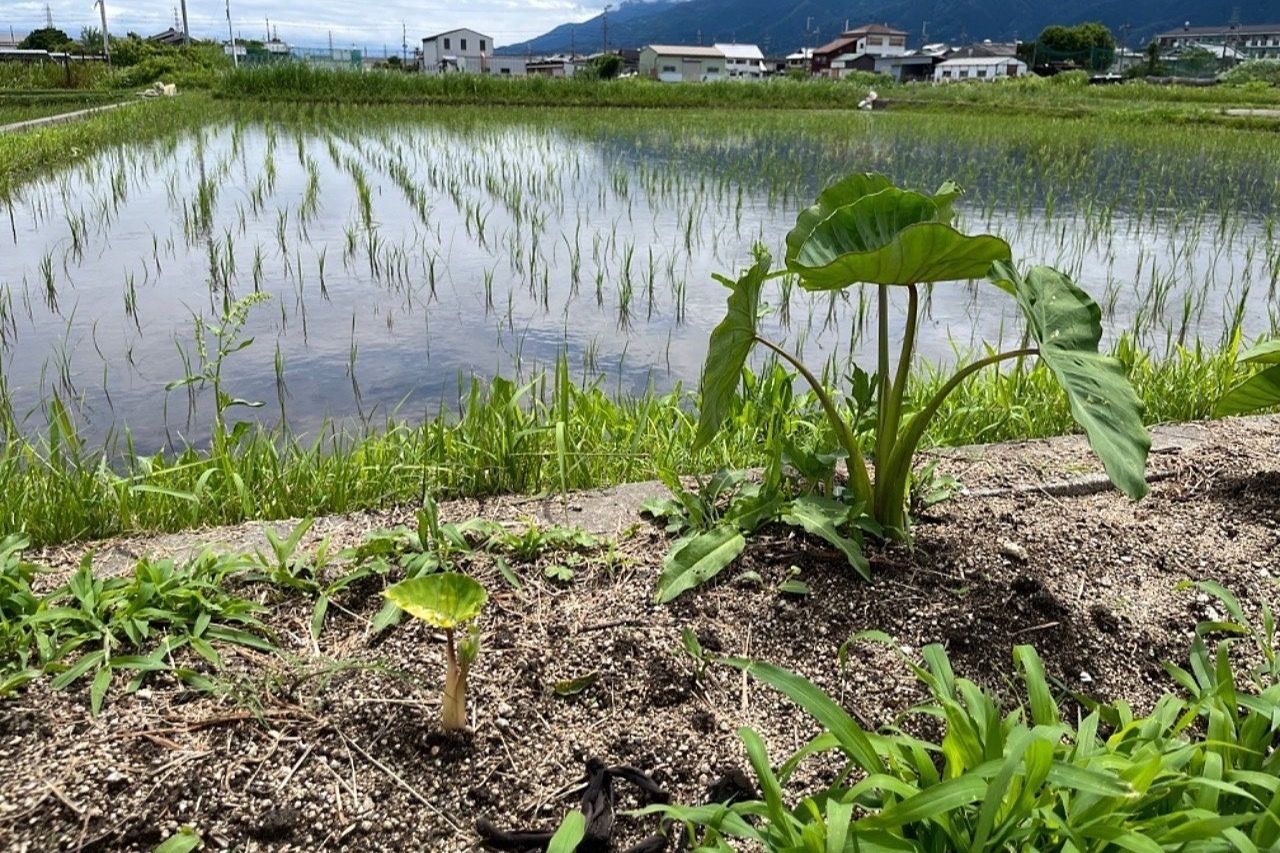 【奈良】実家の田んぼの観察にやって参りました♪