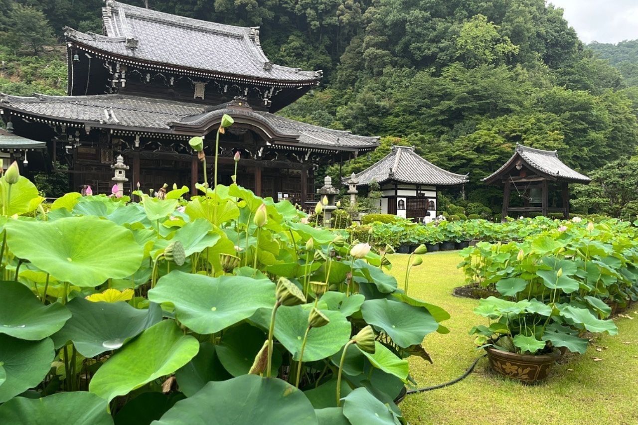 【宇治市】三室戸寺　蓮が綺麗♪7月半ばに行った。